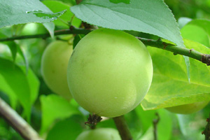 青梅果汁粉/青梅濃縮汁plum,greengage 