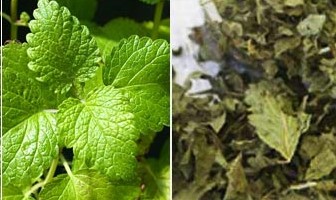 檸檬香蜂草提取物Lemon Balm(Plant extract) 