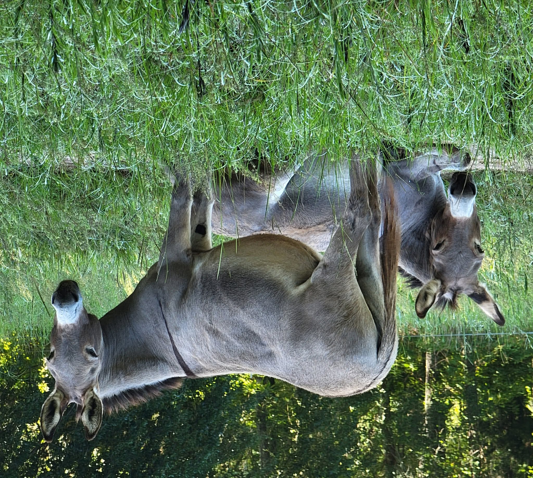 Donkeys grazing peacefully in a sunlit green pasture at Amberwood Sanctuary